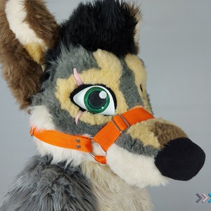 Könnte beinhalten: Nahaufnahme eines grauen und braunen, pelzigen Wolfskopfes mit grünen Augen. Der Wolf trägt einen orangefarbenen Nylon-Maulkorb.