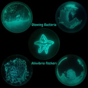 Kit per la coltivazione di batteri fluorescenti (Aliivibrio fischeri)