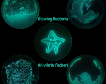 Kits de cultivo de bacterias luminiscentes (Aliivibrio fischeri)