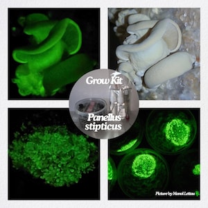 Può includere: Un kit per la coltivazione di funghi Panellus stipticus con un contenitore in plastica trasparente, una siringa per coltura liquida e una boccetta. Il kit include immagini dei funghi bioluminescenti che brillano di verde.
