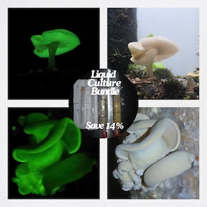 Puede incluir: Un collage de cuatro imágenes que muestran diferentes tipos de hongos. La imagen superior izquierda muestra un hongo verde brillante en la oscuridad. La imagen superior derecha muestra un hongo blanco con un tallo marrón. La imagen inferior izquierda muestra un grupo de hongos verdes brillantes. La imagen inferior derecha muestra un grupo de hongos blancos. El centro del collage muestra un círculo con el texto "Liquid Culture Bundle" y "Save 14%".