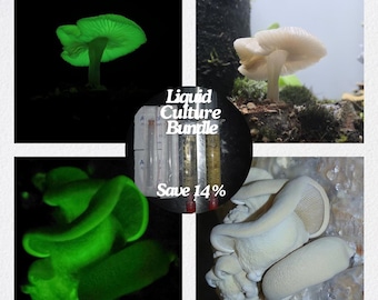 Glow in the Dark Bioluminescent Mushroom Liquid Culture Bundle of the Bitter Oyster (Panellus stipticus) and Green Pepe (Mycena chlorophos)
