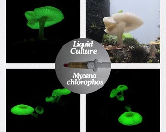Glow in the Dark | Bioluminescent Mushroom Liquid Culture of the Green Pepe / Yakoh-Take (Mycena chlorophos)