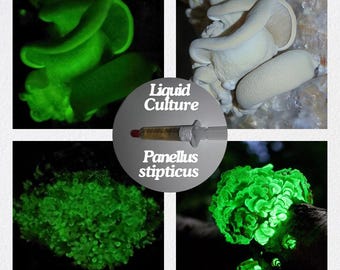 Coltura liquida di funghi bioluminescenti che brillano al buio dell'ostrica amara (Panellus stipticus)