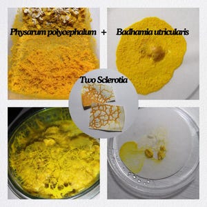 Schleimpilz (Badhamia utricularis und Physarum polycephalum) Sklerotien