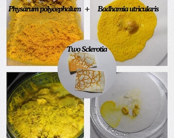 Slijmzwam (Badhamia utricularis en Physarum polycephalum) Sclerotia