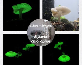 Glow in the Dark | Bioluminescent Mushroom Grow Kit for the Green Pepe (Mycena chlorophos) | For Advanced Growers