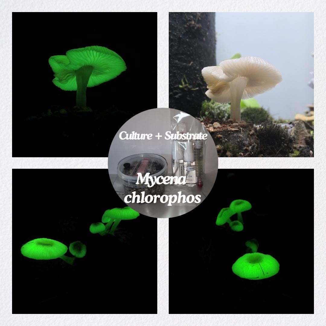 Namotto