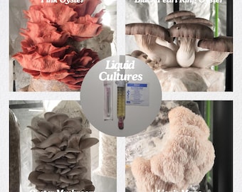 Colture liquide di funghi / 10 ml Gourmet, funzionali e bioluminescenti / Coltiva funghi a casa / Qualità e genetica premium