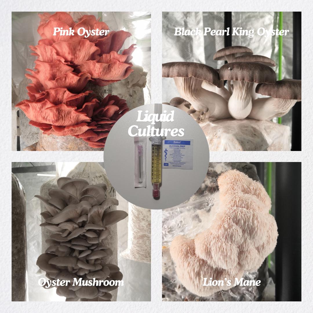 Panellus Stipticus - Etsy Sweden