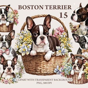 Boston Terrier Aquarell Clipart schwarz braun, Boston Terrier Welpen in einem Korb, Welpen mit Blumen, puppi Hund Clipart, niedliche Tiere