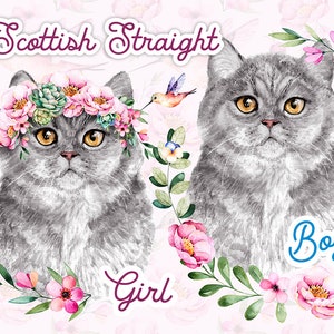Scottish straight blue cat watercolor portraits, boy and girl. Baby shower. 16 watercolor floral: flowers, leaves, wreath. Format PNG.