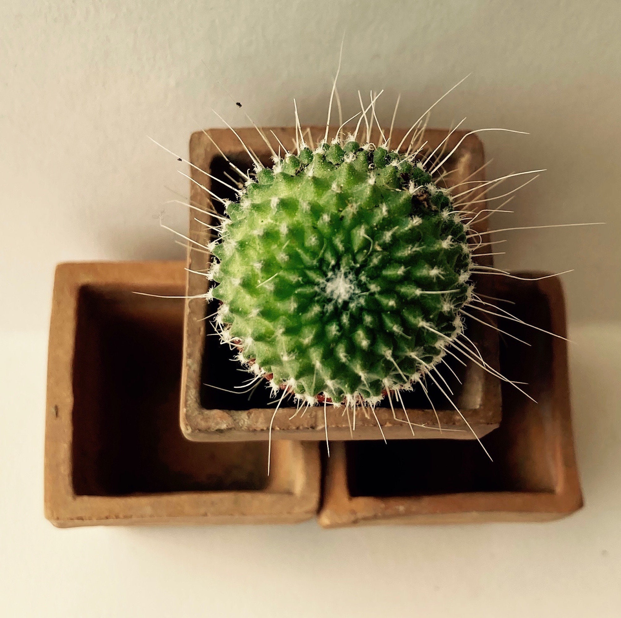 Pot dragées verre cactus jarre x1