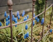 Perennial support Perennial holder Bed boundary Trellis scaffolding Climbing aid Bed border