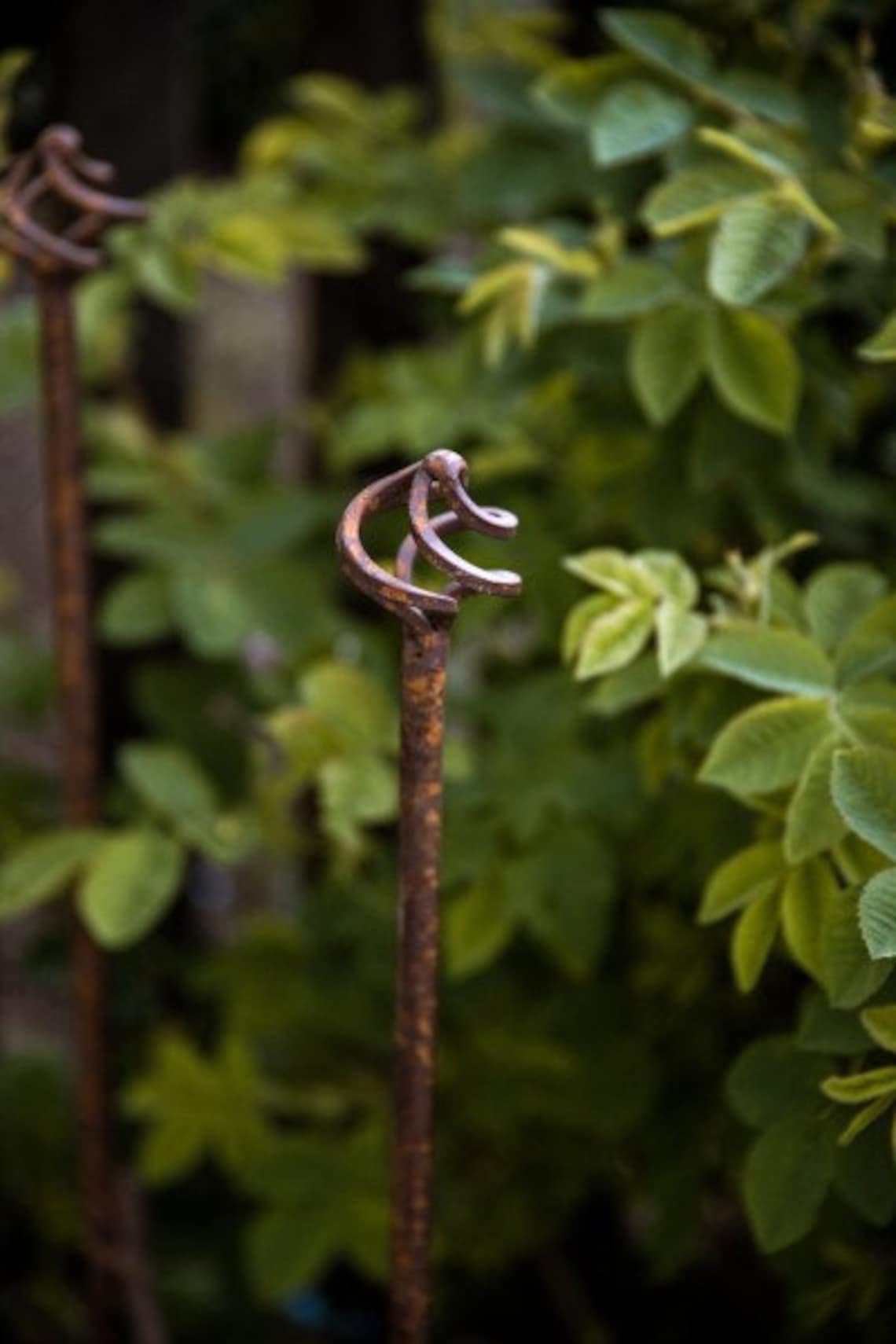 Halfround Trellis Perennial Support Trellis Perennial Etsy