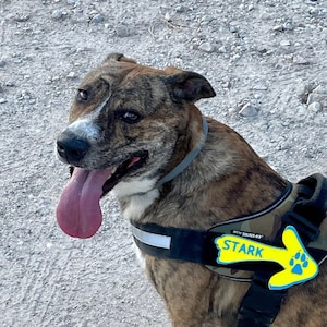 Julius k9 personalised badges outlet