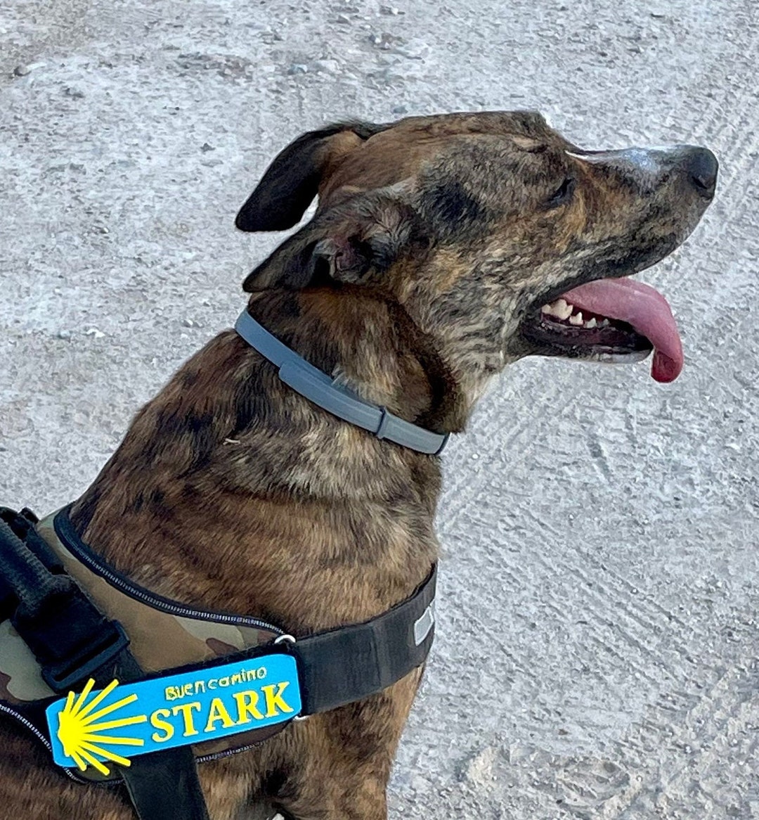 German Shepherd Julius K9 Service Dog Harness Dog Collar Julius K9