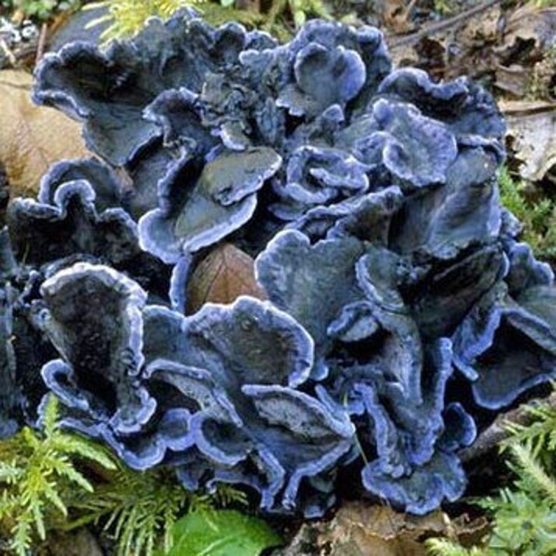 CHANTERELLE EXCLUSIVE COLLECTION, Mushroom Premium Liquid Culture