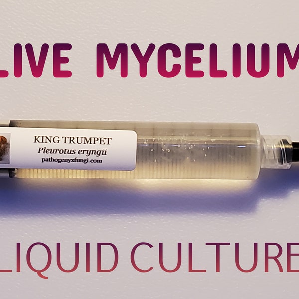 KING TRUMPET Mushroom, liquid culture syringe, premium mycelium.