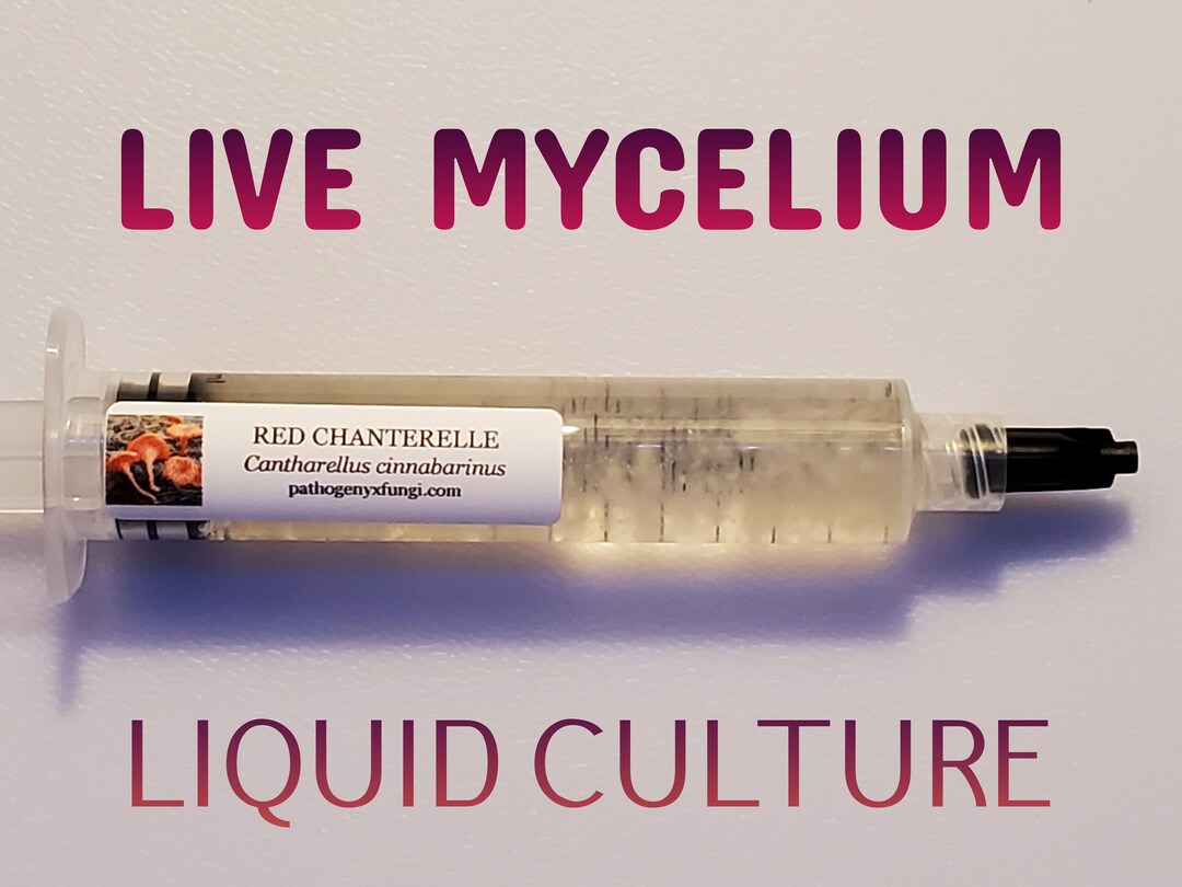 RED CHANTERELLE Mushroom, Liquid Culture Syringe, Premium Mycelium. Etsy