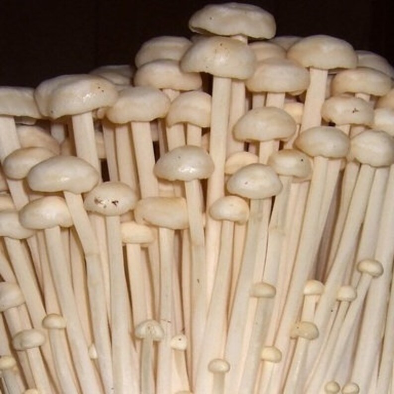 ENOKI Mushroom, Liquid Culture Syringe, Premium Mycelium. Etsy