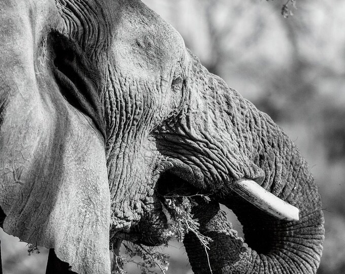 A black and white close-up photograph of an African elephant. Available framed or unframed and in a choice of sizes.