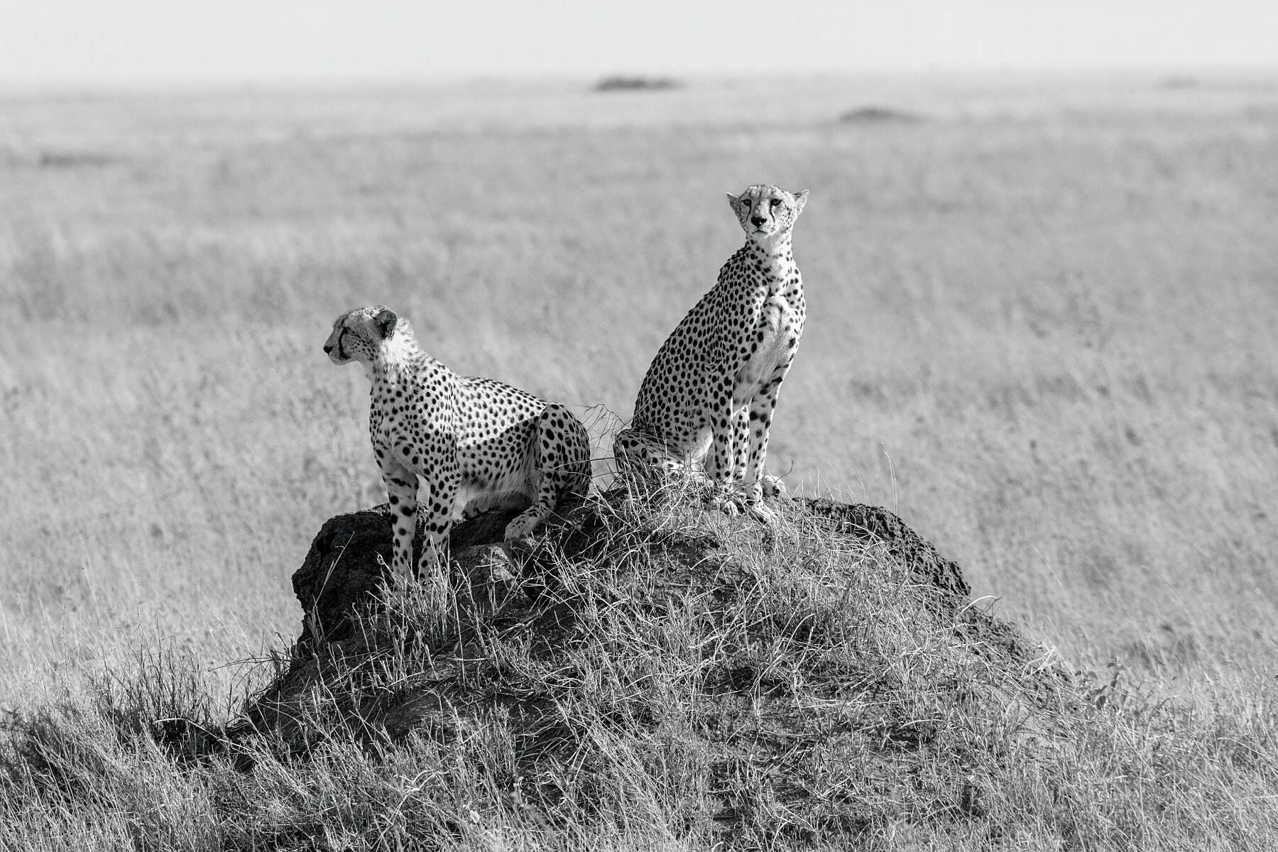 Photographie En Noir