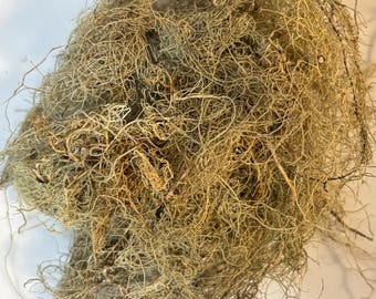 Wildcrafted Usnea Lichen