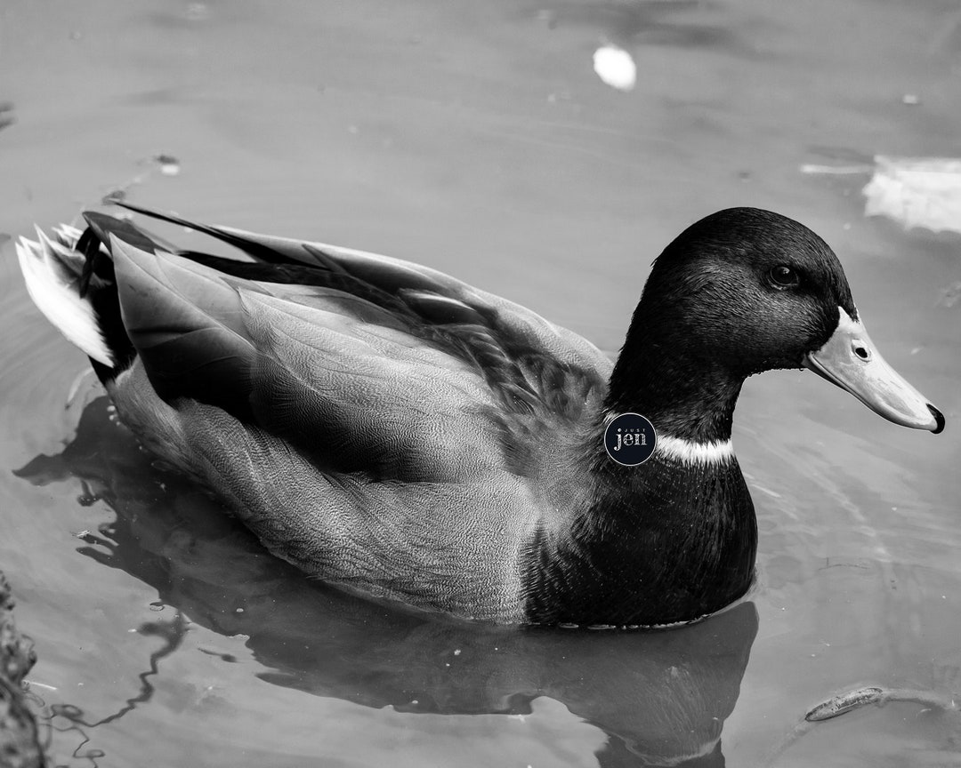 Duck Photography, Duck Art, Animal Print, Swimming Duck, Animal