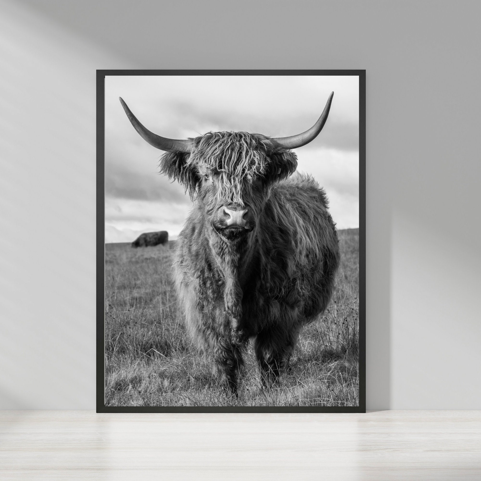 poster cow Highland