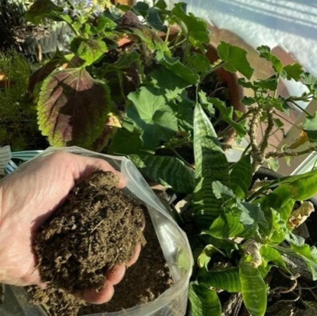 All Natural Moo Dried/shredded Cow Manure House Plant Food/ Etsy
