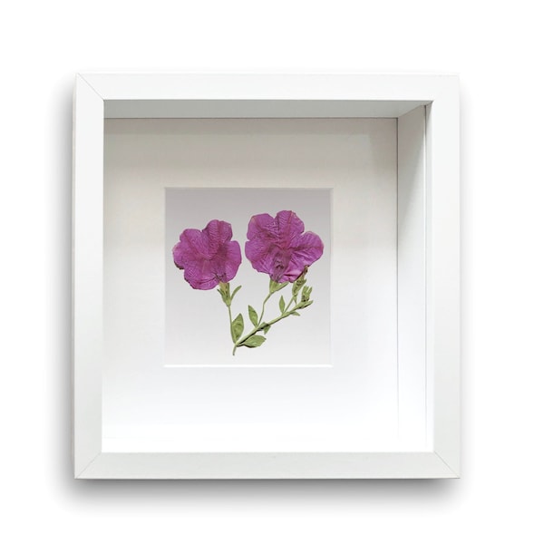 Framed Dried Petunia flowers - Real Pressed Flowers & Leaves -       Botanical Home Decor - Elegant Natural Wall Art in a square white frame