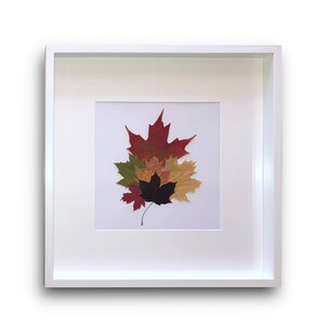 May include: A white frame with a white mount surrounding a cluster of five pressed maple leaves in various shades of red, green, yellow, and black.