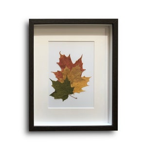 Dried Maple Leaves - Real Pressed Flowers & Leaves -                Botanical Home Decor - Elegant Natural Wall Art