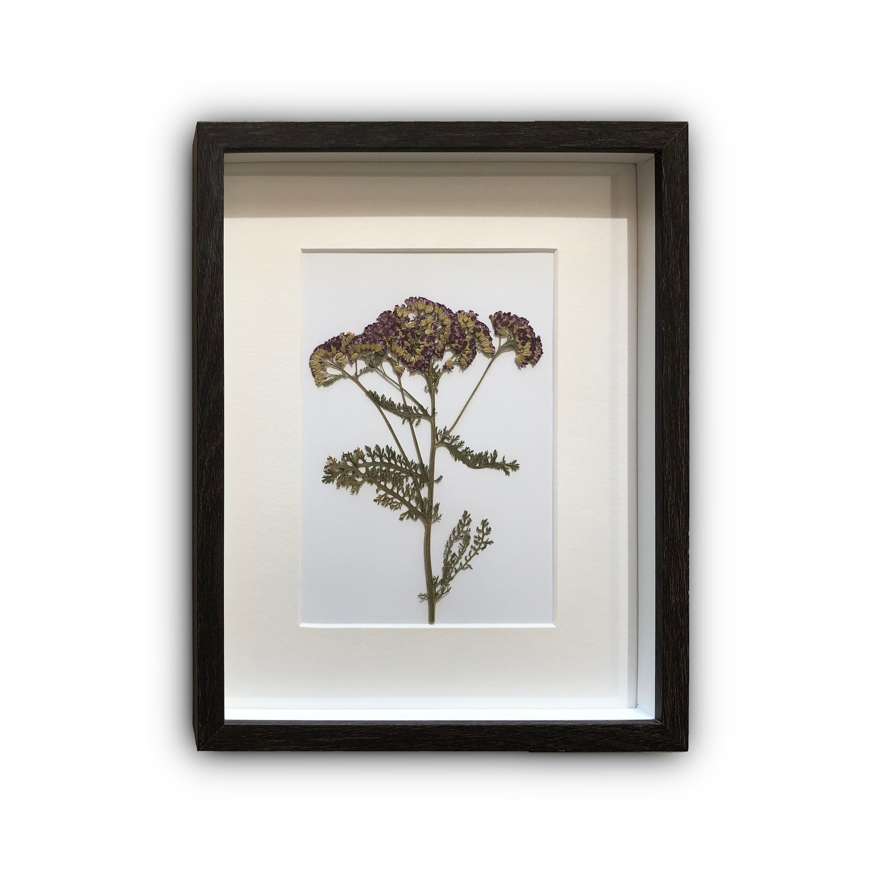 Fleur d'achillée Millefeuille Séchée - Vraies Fleurs Pressées et Feuilles Décoration Botanique Art M