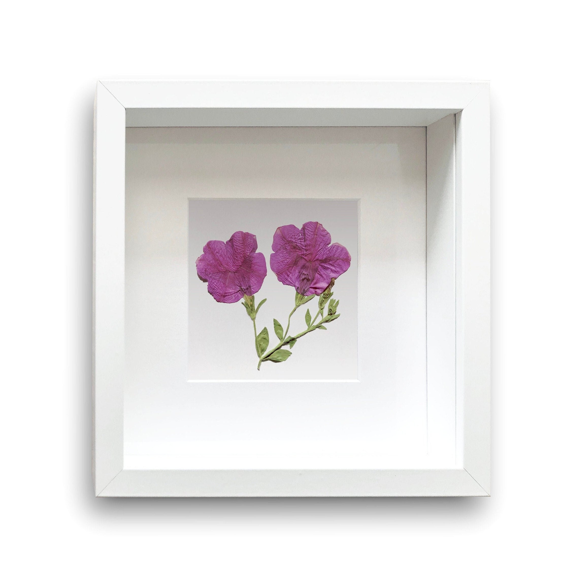 Fleurs de Pétunia Séchées Encadrées - Vraies Fleurs et Feuilles Pressées Décoration Botanique Art Mu