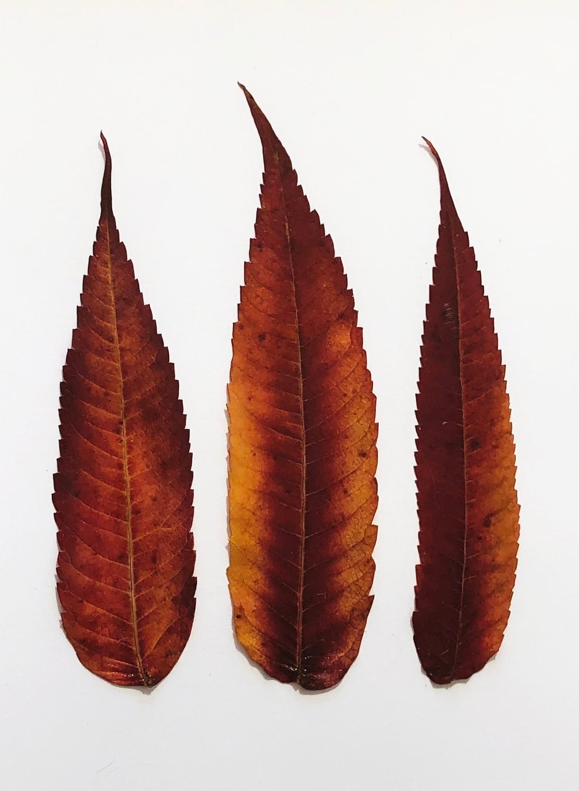 Dried Sumac Leaves Real Pressed Flowers & Leaves Botanical Home Decor