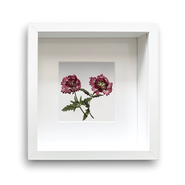 Ingelijste gedroogde verbena bloemen - echte geperste bloemen & bladeren - botanische home decor - elegante natuurlijke kunst aan de muur in een vierkant wit frame