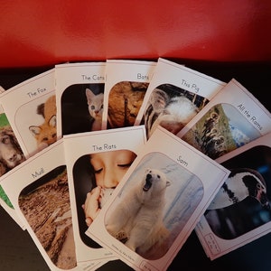 Può includere: Un set di dieci libri illustrati per bambini con vari animali, tra cui un cane, una volpe, gatti, pipistrelli, ratti, un maiale, arieti, un pinguino e un orso polare. I libri hanno copertine bianche con testo nero e illustrazioni colorate.