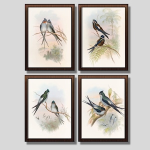 ILUSTRACIONES IMPRIMIBLES: Conjunto de 4 impresiones digitales Tree-Swift. Ilustraciones de aves vintage de la década de 1800. Múltiples tamaños. Descarga instantánea.
