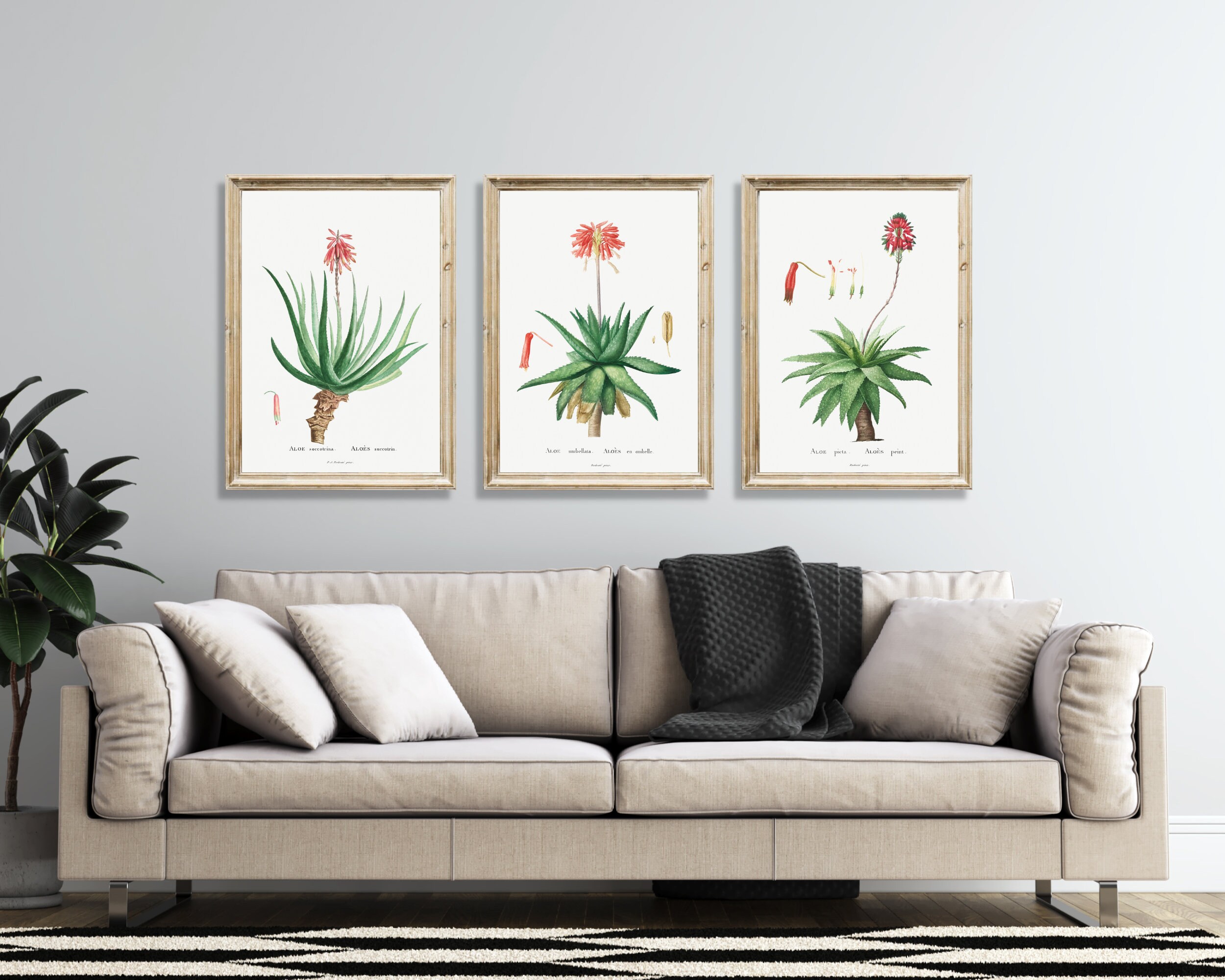 SUCCULENT WALL ART: Set of 3 Beautiful Aloe Vera Plant Prints. Vintage ...