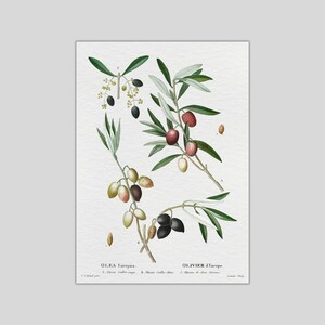 PRINTABLE ARTWORK: Set of 6 Beautiful Olive Branch Digital | Etsy