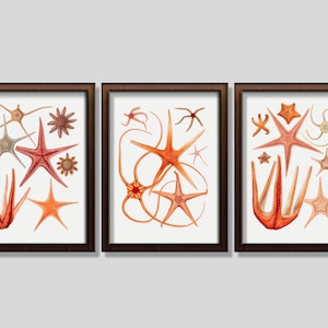 STARFISH WALL ART: Set Of 3 Beautiful Red Starfish Digital Prints. Vintage illustrations from the 1800s. Beach Home Décor. Instant Download.