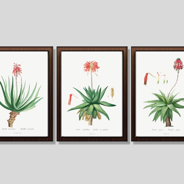 SUCCULENT WALL ART: Set Of 3 Beautiful Aloe Vera Plant Prints. Vintage Botanical Illustrations c.1800s. Printable Art. Instant Download.