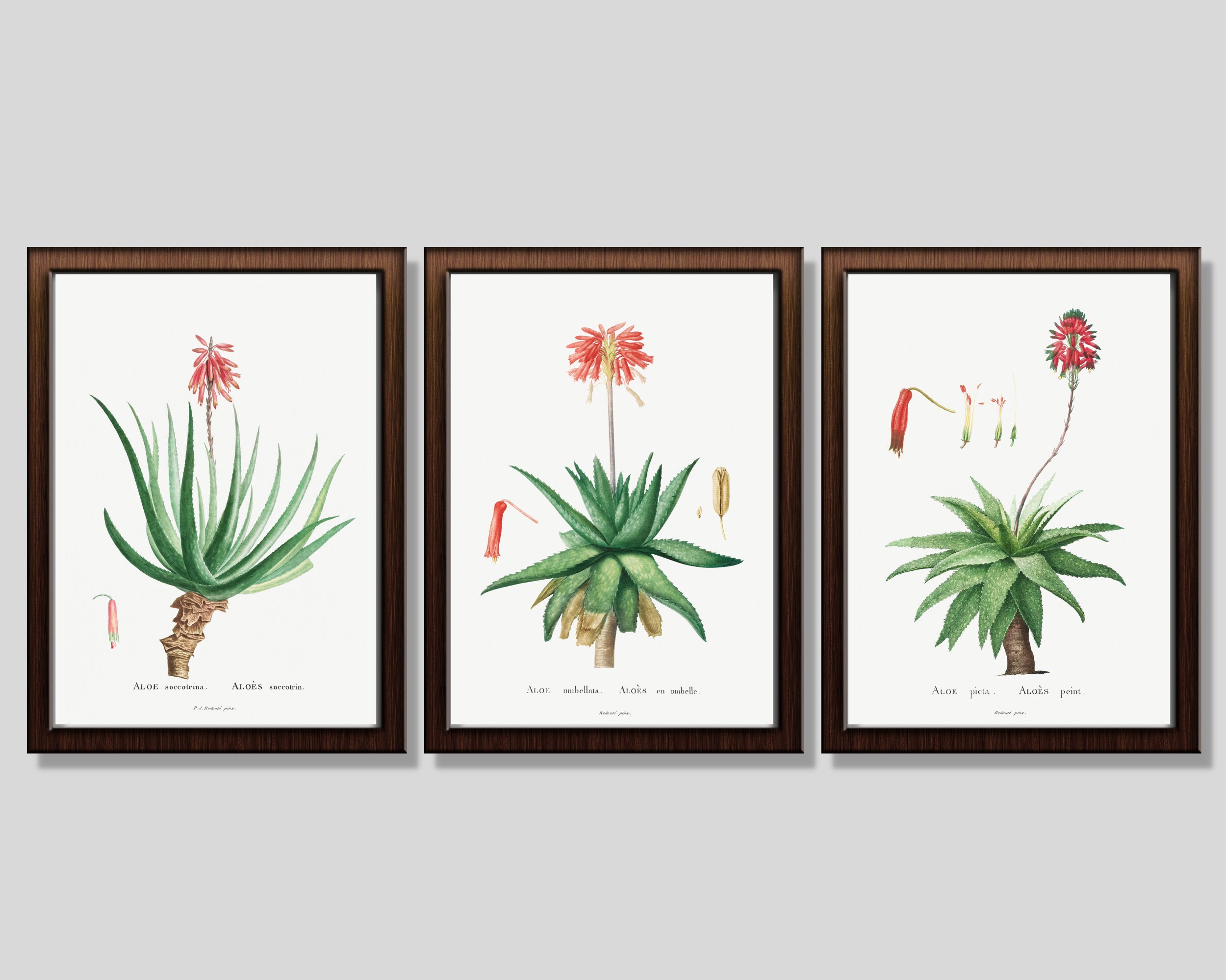 SUCCULENT WALL ART: Set Of 3 Beautiful Aloe Vera Plant Prints. Vintage Botanical Illustrations c.1800s. Printable Art. Instant Download.