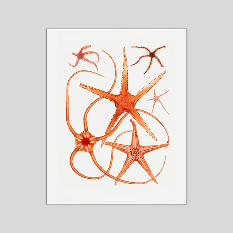 STARFISH WALL ART: Set of 3 Beautiful Red Starfish Digital Prints ...