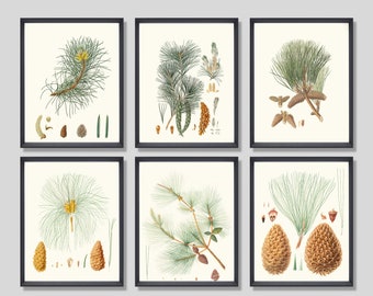 PRINTABLE ART: Set Of 6 Evergreen Pine Cone Digital Prints. Vintage Botanical Illustration from the 1800s. Multiple Sizes. Instant Download.