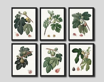 PRINTABLE ART: Set Of 6 Beautiful Fig Digital Prints. Vintage Botanical Illustrations from the 1800s.  Multiple Sizes. Instant Download.