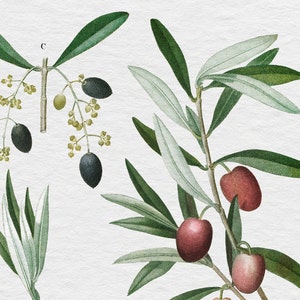 PRINTABLE ARTWORK: Set of 6 Beautiful Olive Branch Digital | Etsy