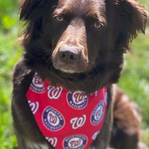 Washington Nationals Dog Bandana